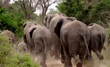 Un suspect de braconaj, călcat în picioare de elefanți într-un parc național sud-african