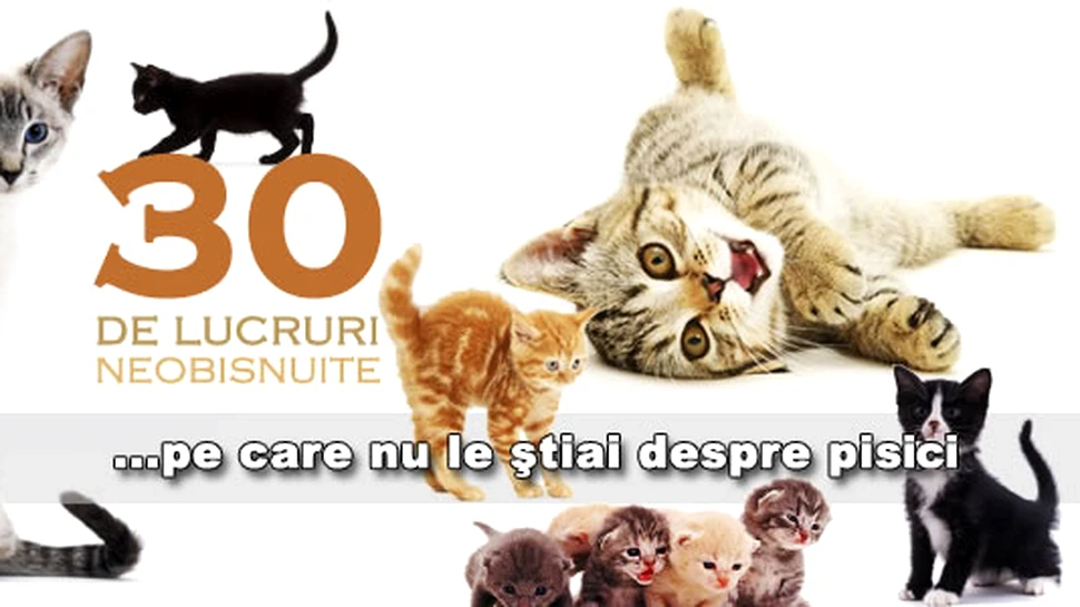 30 de lucruri neobisnuite pe care nu le stiai despre pisici