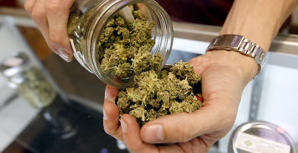 Poate fi folosită „marijuana medicinală” în România? Iată care este adevărul