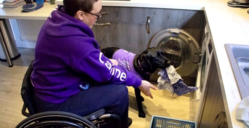 Labradorul Liggy, câinele de asistenţă care pune inclusiv rufele în maşina de spălat