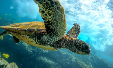 O nouă lege garantează dreptul la viață pentru țestoasele marine din Panama