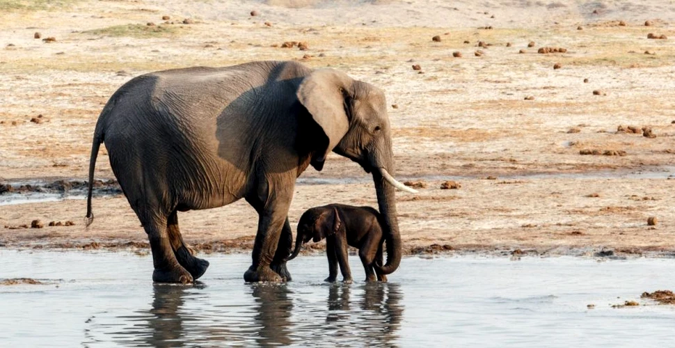 Și elefanții din Zimbabwe au început să moară în condiții misterioase