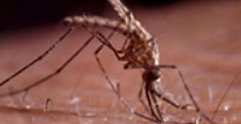 Chikungunya, noua amenintare biologica