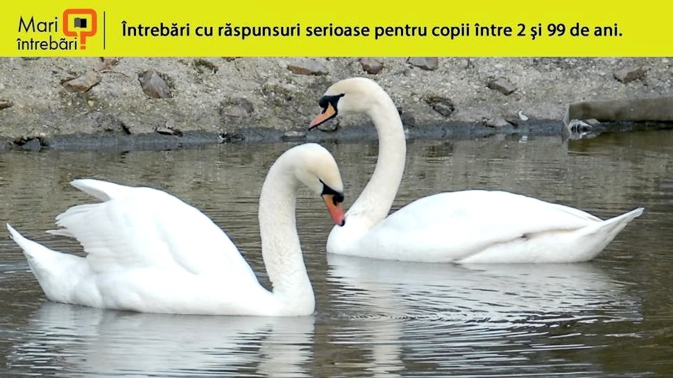 De unde vine expresia ”cântec de lebădă”?