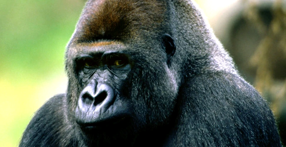 Gorilele sunt responsabile de raspandirea malariei la oameni