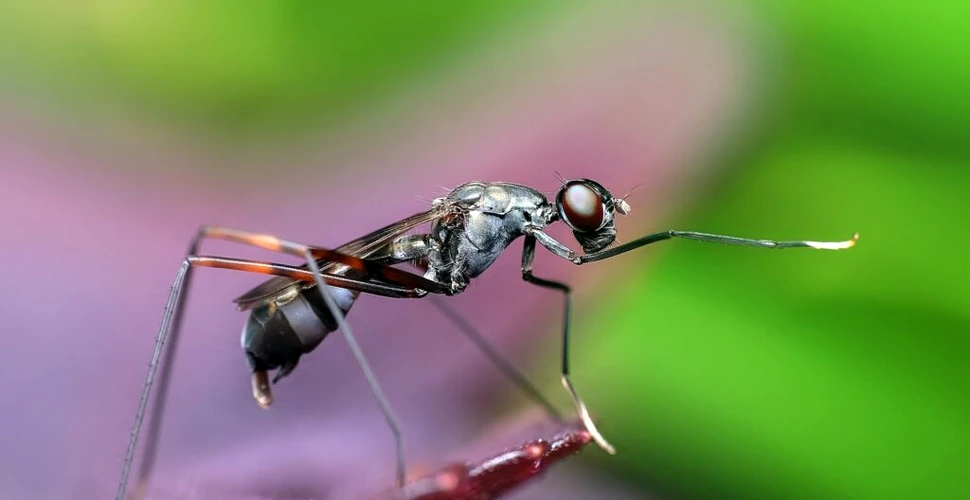 Țânțari rezistenți la insecticide, depistați în Vietnam și Cambodgia