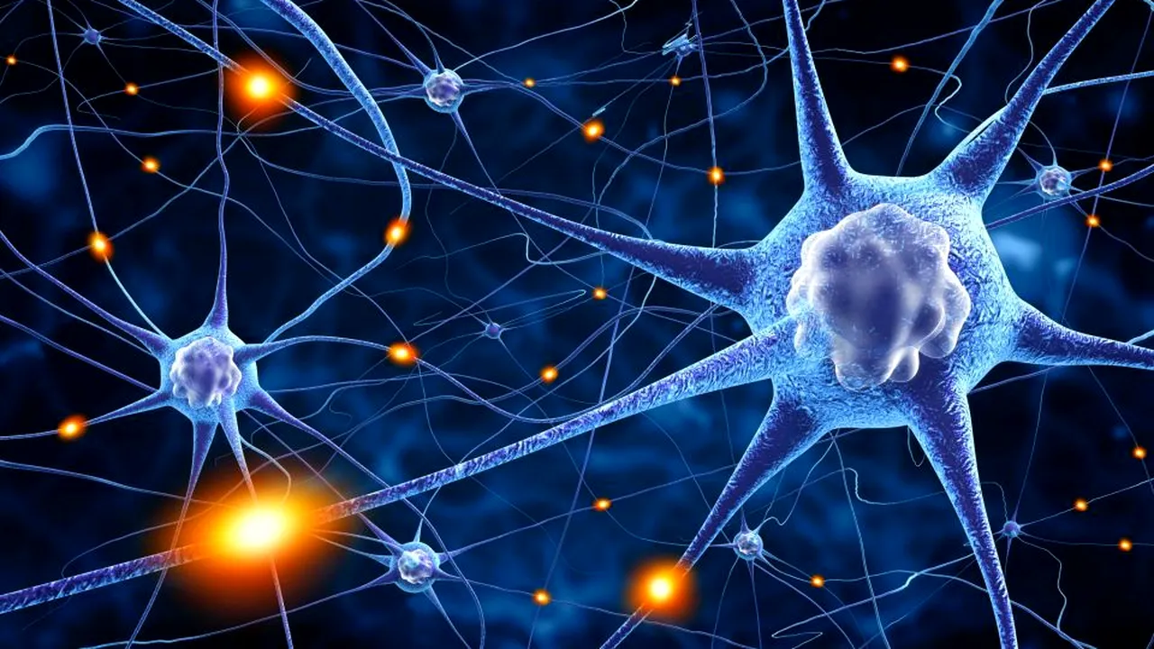 1-nerve-cells 