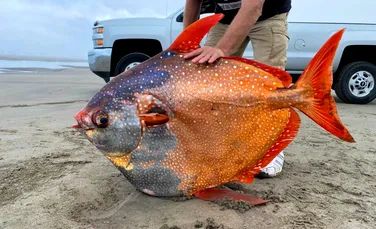 Un pește exotic, cunoscut drept „peștele lună”, găsit pe o plajă din Oregon, SUA. Ce se știe despre această specie