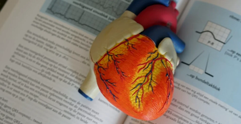 Inima umană se poate repara singură. Care sunt celulele implicate?