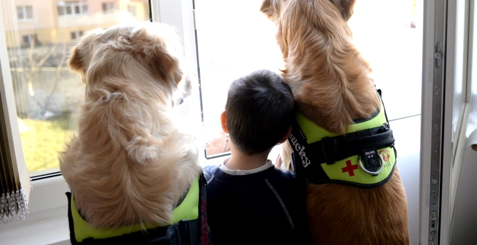 Proiect emoţionant, unic în România: cum ajută doi câini Golden Retriever la tratarea copiilor (GALERIE FOTO)