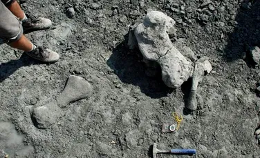 Fosilele unui animal gigantic ce a trăit în aceeaşi perioadă cu dinozaurii au fost descoperite în Polonia
