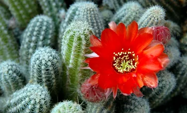 Un nou timbru va avea ca tematică florile de cactus