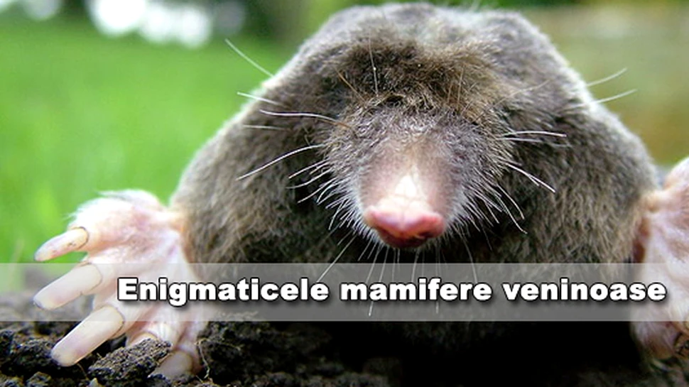 Enigmaticele mamifere veninoase