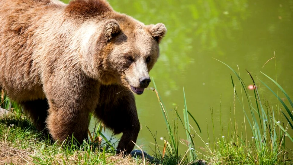 Tot mai multe dovezi indică faptul că urșii nu sunt carnivori