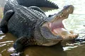 Un aligator rar a avut nevoie de operație. Ce au găsit medicii veterinari în stomacul său?