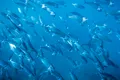 Schimbările climatice micșorează peștii, arată un nou studiu