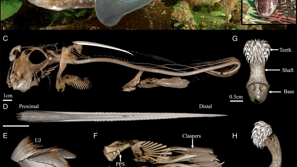 Motivul ciudat pentru care rechinilor-fantomă le cresc dinți pe frunte
