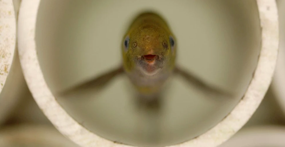 Peștii care comunică prin semnale electrice și își planifică pauzele într-un mod similar oamenilor