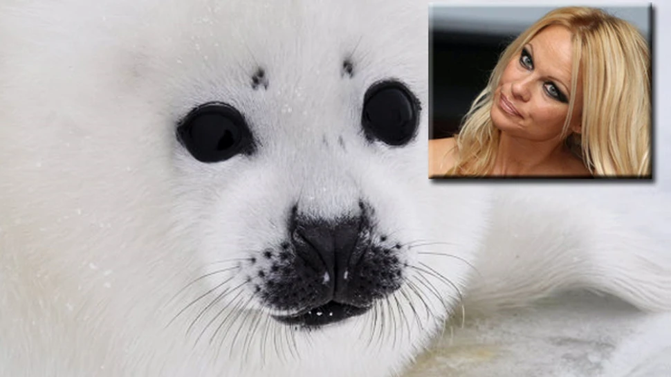 Pamela Anderson il implora pe Putin