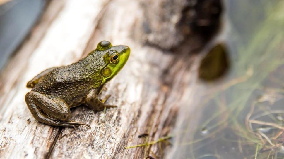 Cercetătorii au descoperit un aspect esenţial şi surprinzător al evoluţiei