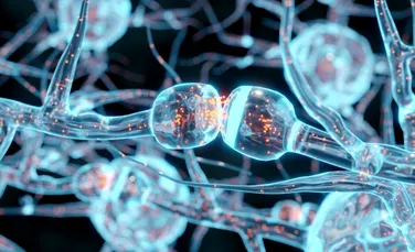 Un simplu truc cu lumina dezvăluie căi cerebrale ascunse în detaliu microscopic