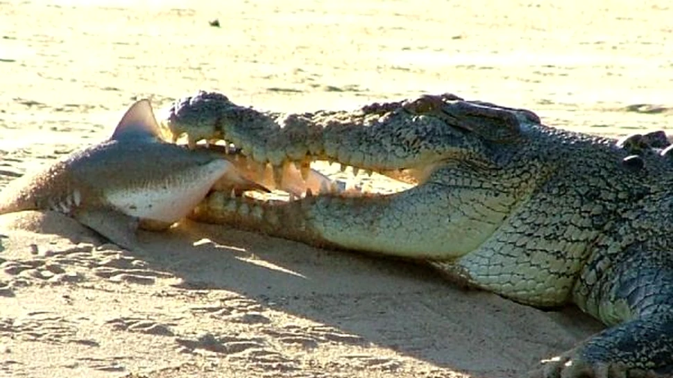 Cum reusesc crocodilii sa invinga distantele uriase?