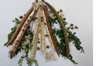 O plantă comună din Brazilia are potențialul de a elimina microplasticele din apă