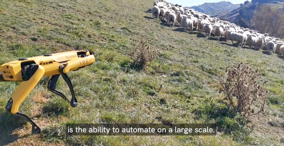 Cum se descurcă un robot pe post de câine de pază la o turmă de oi