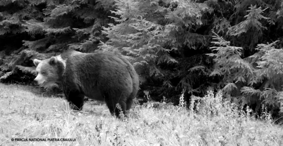 Urși „grăsuni”, surprinși în timp ce fac ultimele pregătiri pentru hibernare în pădurile Parcului Piatra Craiului