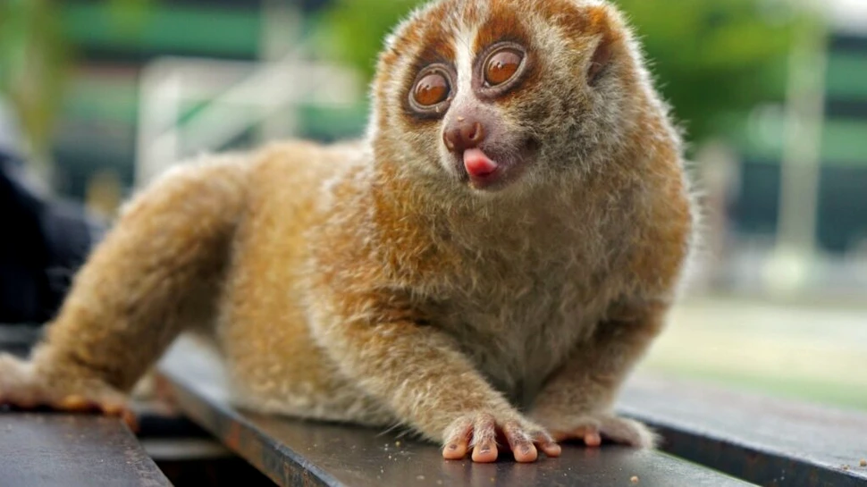 Care este singura primată veninoasă din lume? Puțini oameni știu răspunsul corect!