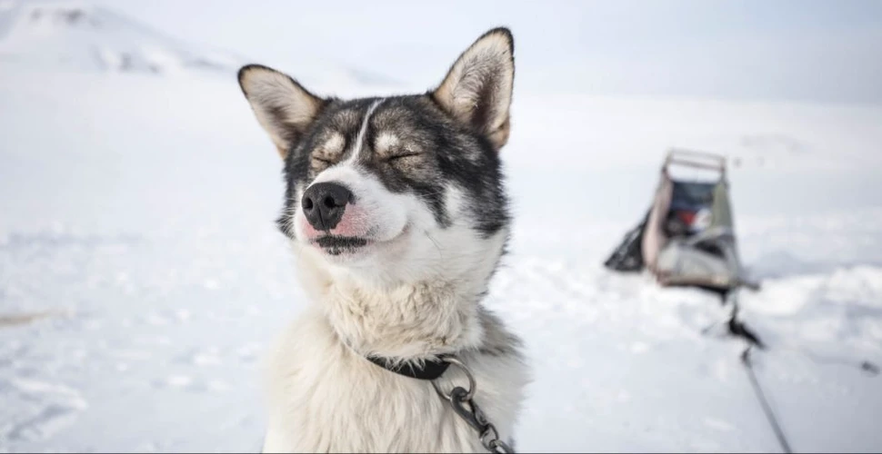 Rămășițele vechi de 10.000 de ani ale unui câine din Alaska dezvăluie o poveste deosebit de frumoasă