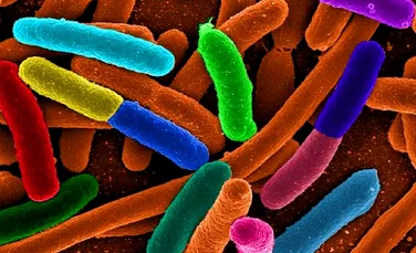 De vorbă cu microbii: prima conversaţie între oameni şi bacterii a început deja. Află ce le-au spus bacteriile cercetătorilor care le studiază