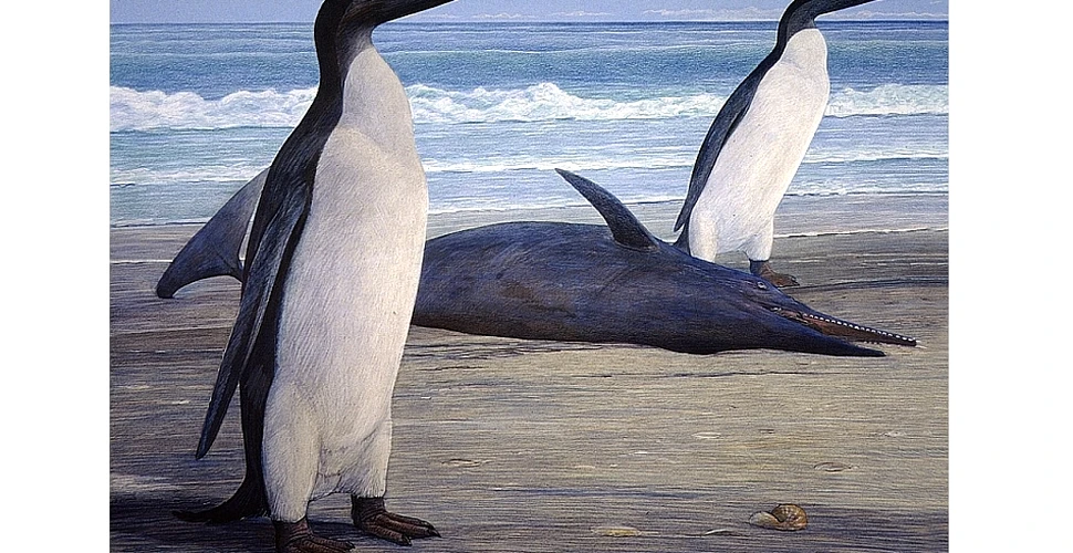 Pinguinii preistorici erau înalţi şi zvelţi