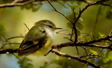 O mică pasăre din Noua Zeelandă ne învață despre evoluția cântecului păsărilor
