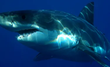 Cu ce se hrănește, de fapt, marele rechin alb. Oamenii de știință au fost uimiți