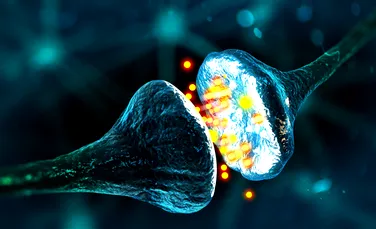 Oamenii de știință au identificat neuronii din creier care determină competiția și comportamentul social