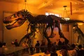 Tyrannosaurus rex ar fi fost cu 70% mai mare decât sugerează fosilele, arată noi cercetări