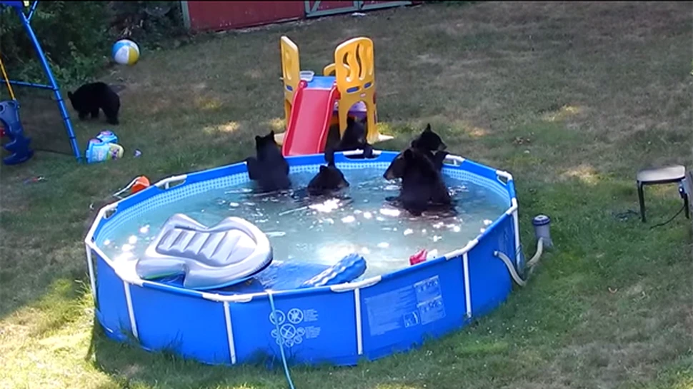IMAGINI AMUZANTE: O ursoaică împreună cu puii se „relaxează” în piscina unei familii şi se distrează cu jucăriile copiilor – VIDEO