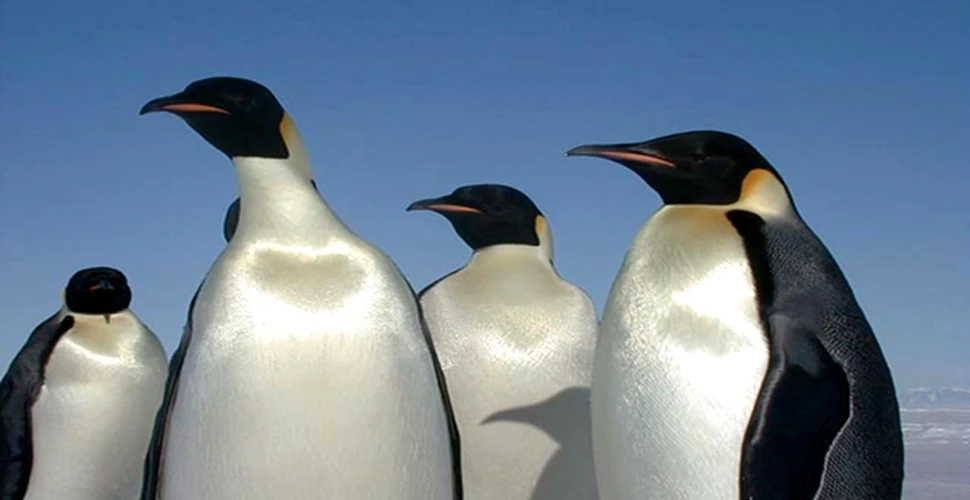 Pinguinii Regali din Antarctica amenintati de incalzirea globala