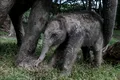 Un pui de elefant dintr-o specie aflată în pericol de dispariție s-a născut într-un parc natural din Indonezia