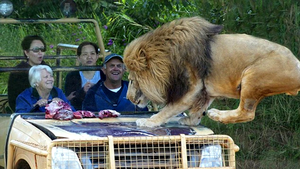 Fata in fata cu leii