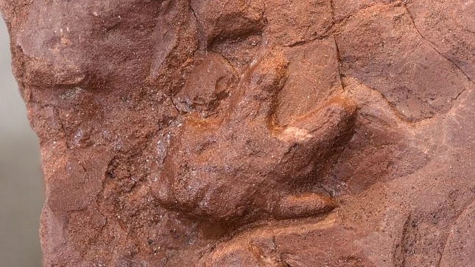 A fost descoperit cel mai vechi cuib de dinozauri