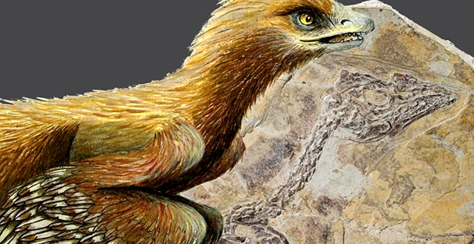 Dinozaur sau pasăre? O fosilă recent descoperită rescrie istoria evoluţiei