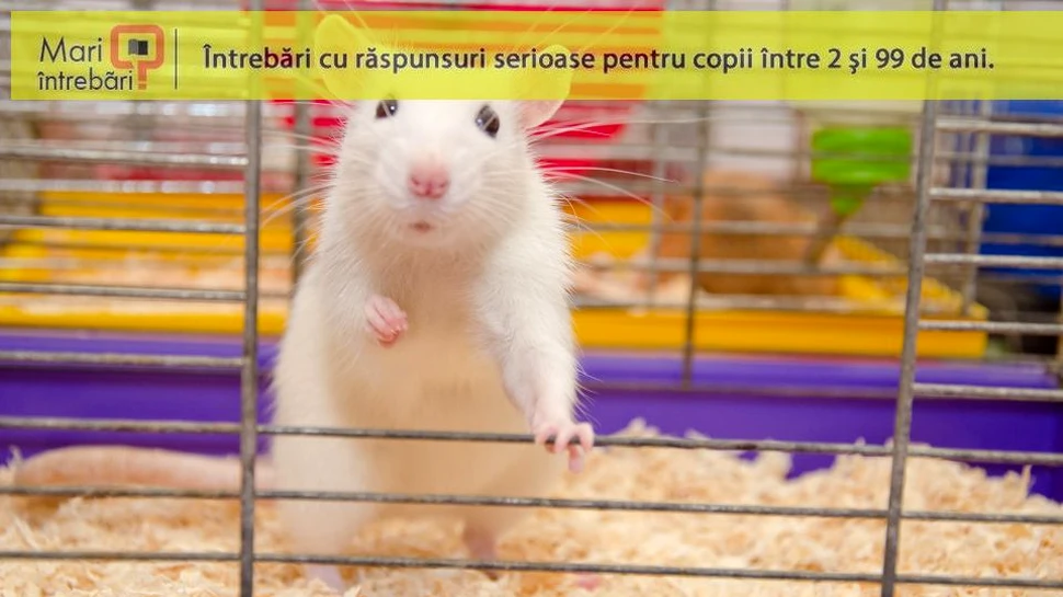 Studiile pe animale oferă rezultate relevante pentru oameni?