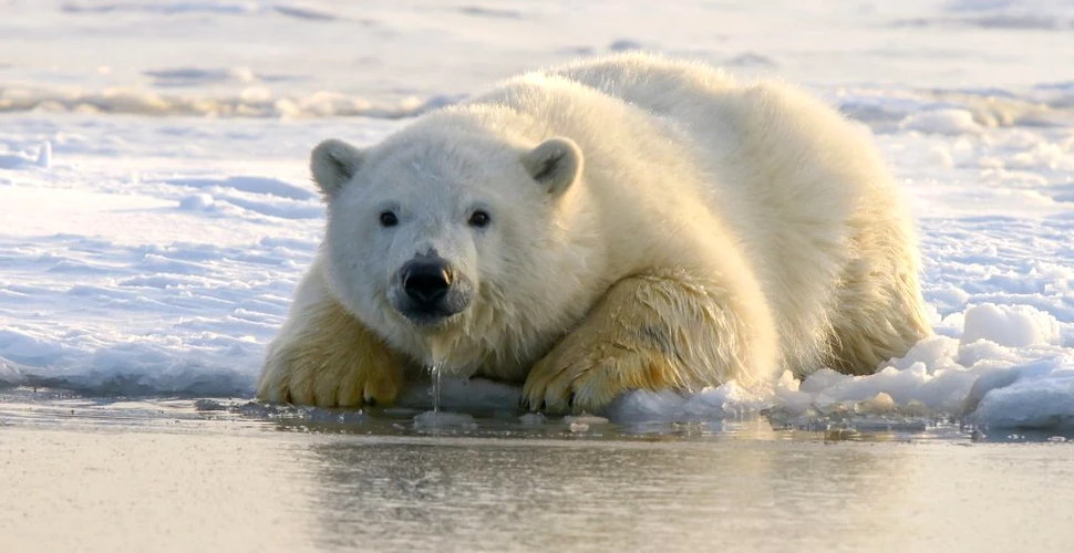 Declinul gheții din Arctica forțează urșii polari să folosească de 4 ori mai multă energie pentru a supraviețui