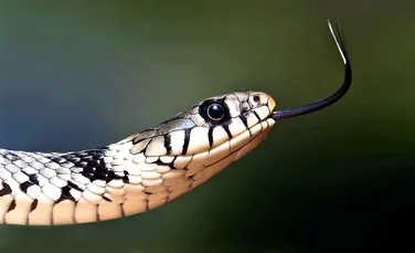 De ce șerpii atacă prăzi mult mai mari decât ei?