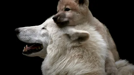 Oamenii de știință chinezi au clonat, în premieră, lupul arctic