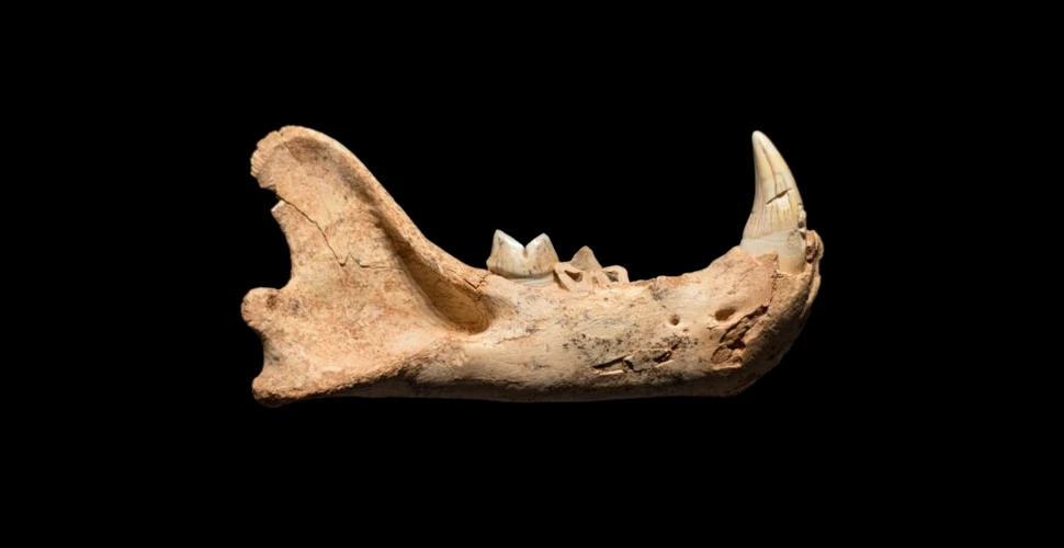 O fosilă rară a unei specii de leu american dispărute de 11.000 de ani, descoperită în fluviul Mississippi