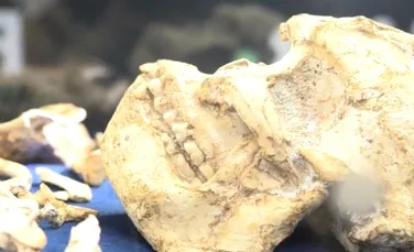 După 20 de ani de excavări, arheologii anunţă o descoperire epocală: acest schelet vechi de 3,6 milioane de ani este cea mai completă fosilă din istorie a unui strămoş al omului