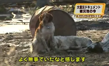 Emoţionant! Câinele japonez nu şi-a abandonat prietenul rănit de tsunami! (VIDEO)